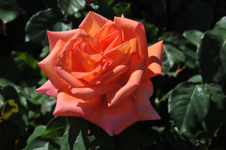 Выставка роз пройдет в «Аптекарском огороде»