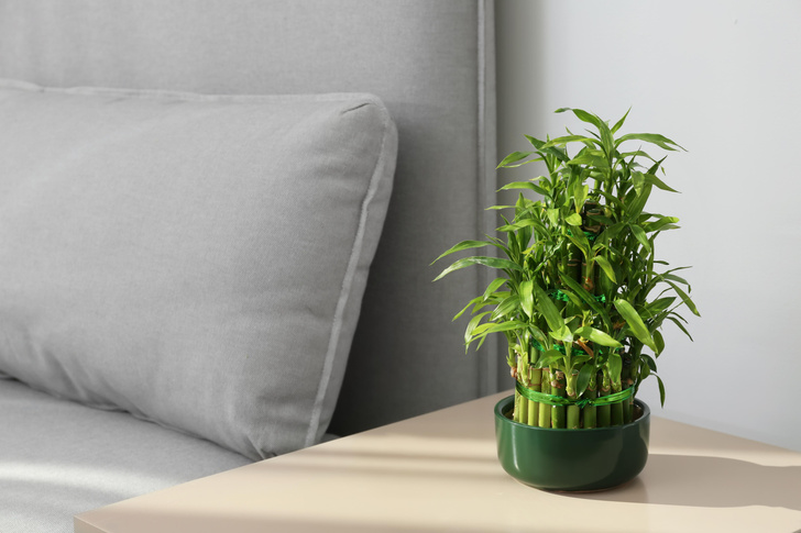 как вырастить «бамбук счастья» в домашних условиях