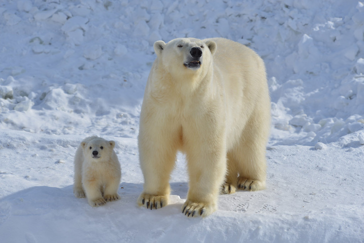 Фото №4 - Хозяин Арктики: 10 самых неожиданных фактов о белом медведе