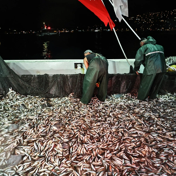 Источник: Islam Yakut/Anadolu Agency via Getty Images