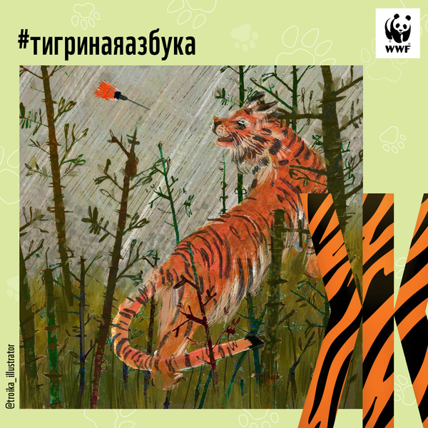 Фото №8 - Тигры от А до Я: WWF России и Woman.ru выпустили карточки об амурском тигре