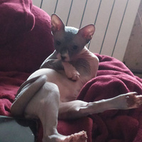 Аватарка inkallity