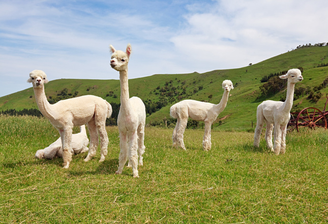 Самые милые животные фото