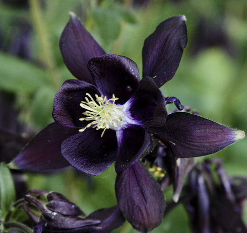 Топ-5: черные цветы
