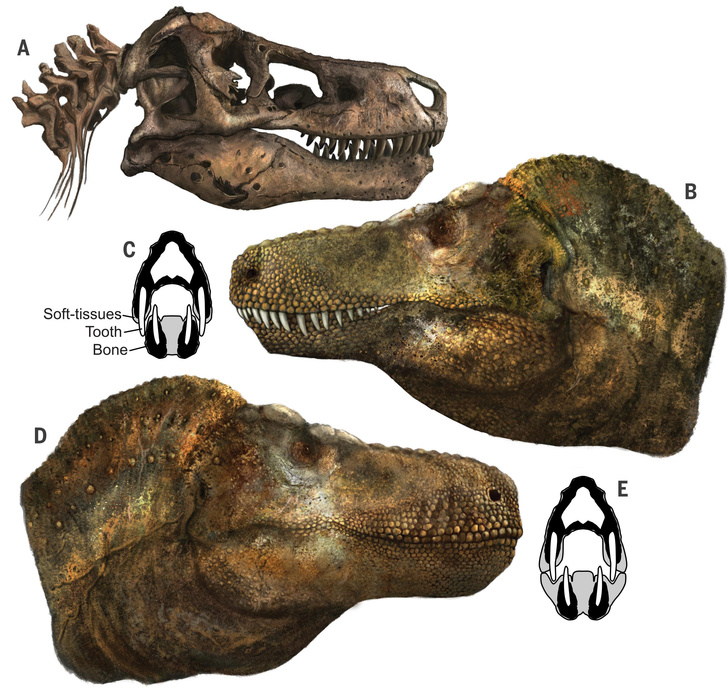 Тираннозавры выглядели не так, как их рисуют: посмотрите, какими ящеры были на самом деле
