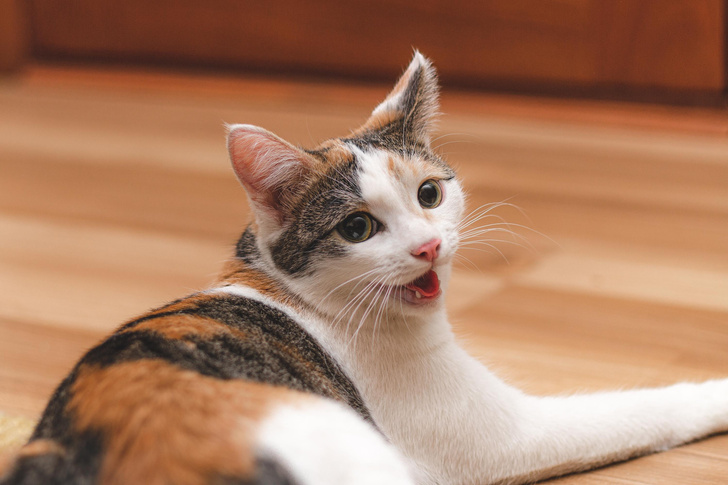 Почему кошки нюхают с открытым ртом