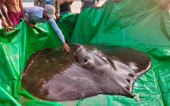 «Левиафан из Меконга»: в Таиланде поймали самое крупное пресноводное существо в мире весом 300 кг