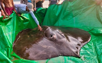 «Левиафан из Меконга»: в Таиланде поймали самое крупное пресноводное существо в мире весом 300 кг