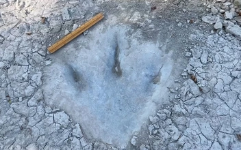 Что скрывала вода: в Техасе на дне реки нашли следы гигантского динозавра