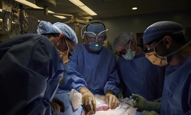Человеку впервые трансплантировали почку свиньи