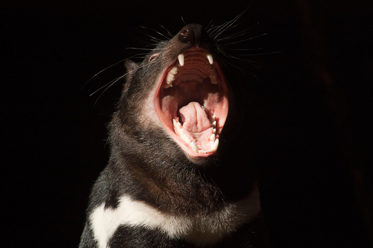 Дьявол во плоти: как живет неистовый тасманийский хищник