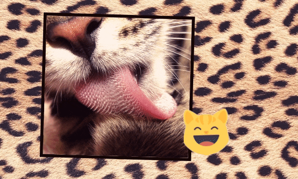 Тест: Какой дикой кошкой ты могла бы быть — www.ellegirl.ru | theGirl