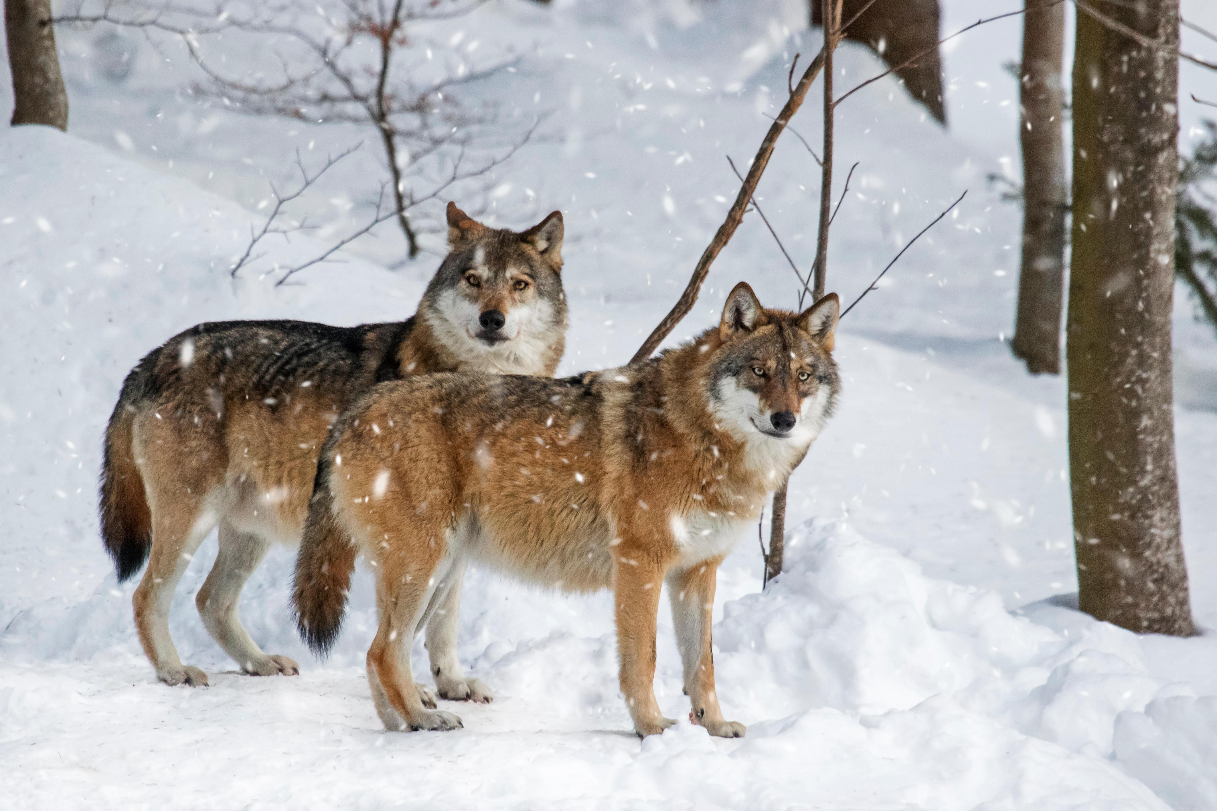 Почему волки не убегают за флажки | Вокруг Света