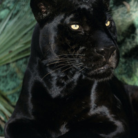 Аватарка Лерчик