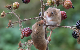 Сами справимся: мыши научились размножаться без самок