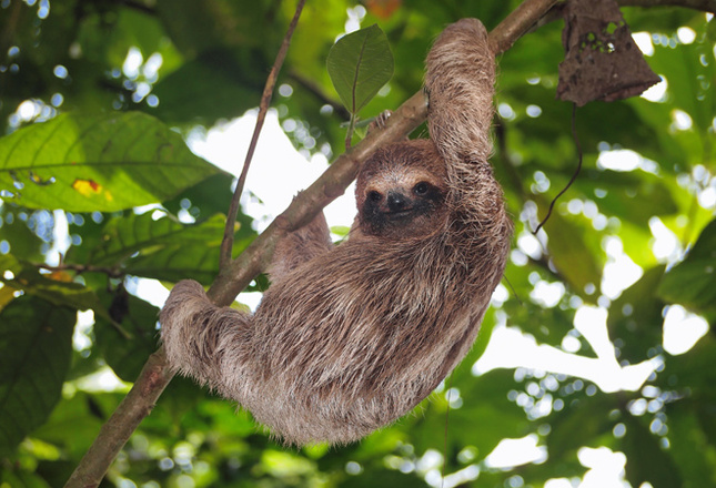 Самые милые животные фото