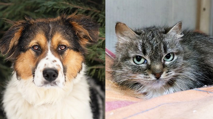 Котопёс недели: кошка Мэгги и собака Эмма