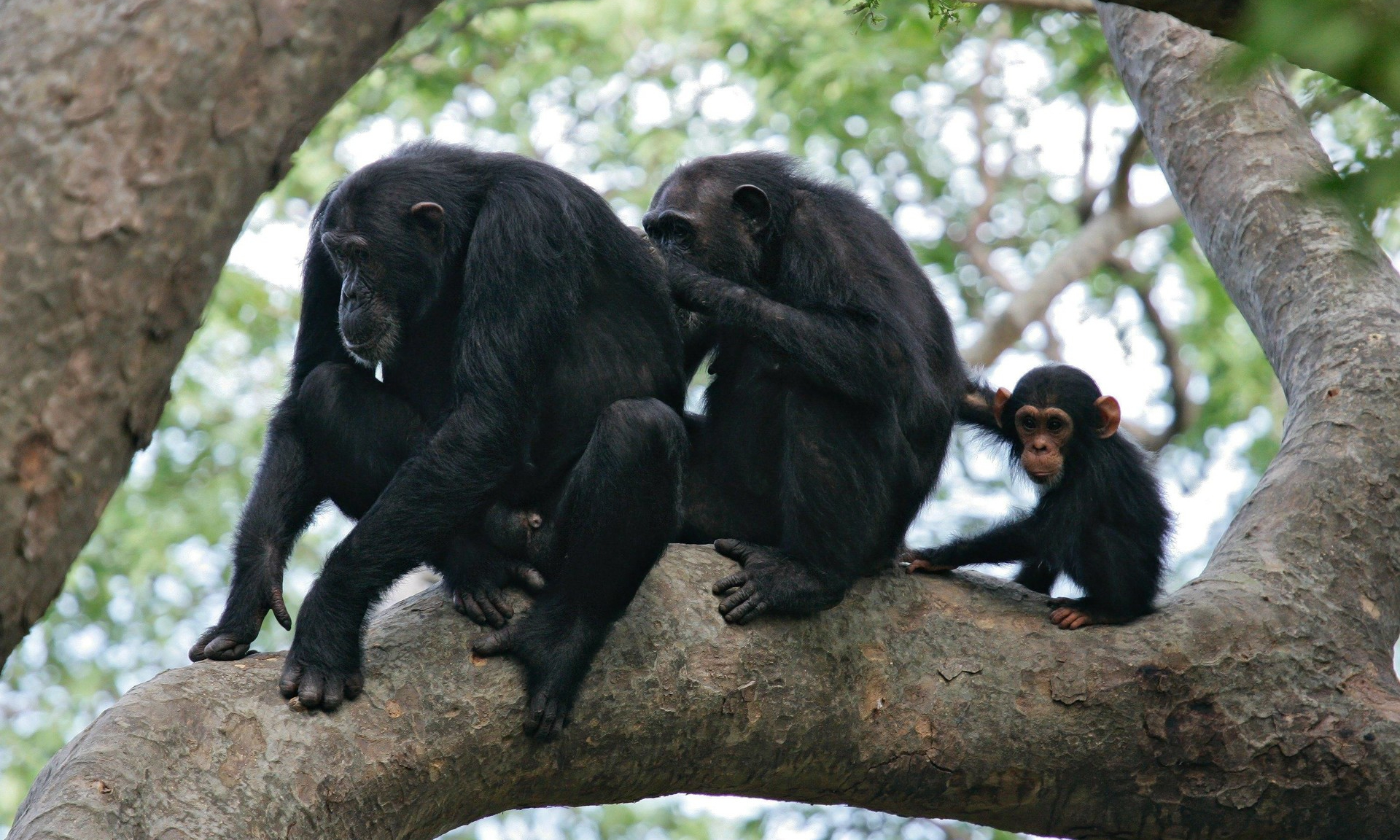Вторжение человека навсегда изменило гендерные роли в сообществах шимпанзе