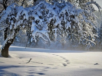 В Подмосковье 11-летний школьник заблудился и замерз насмерть