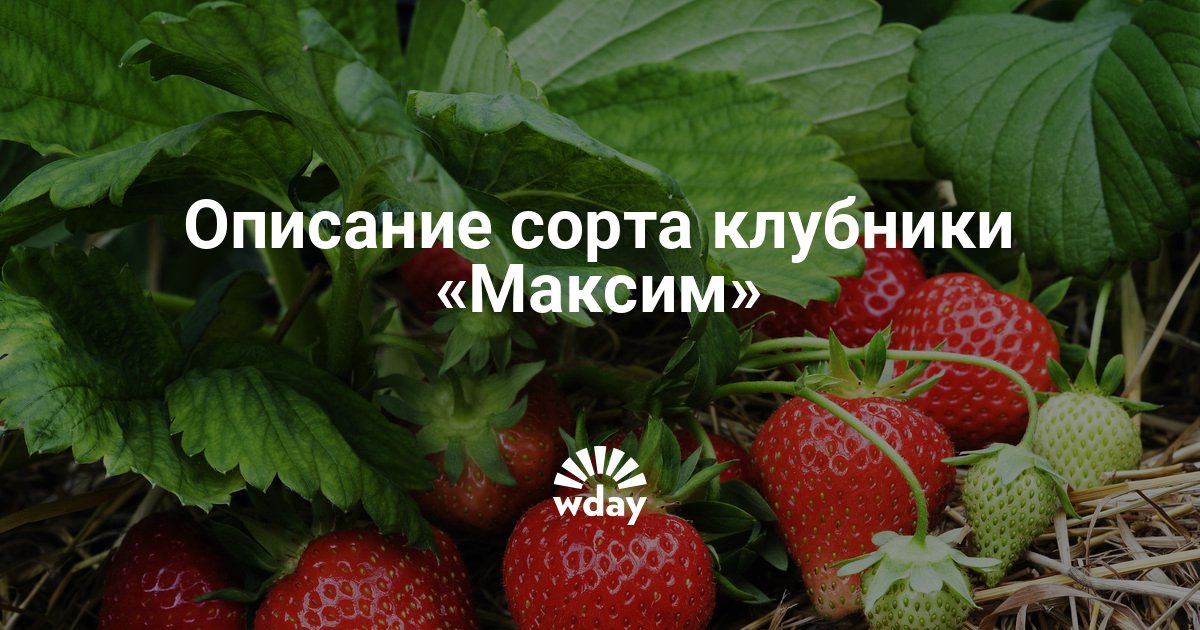 Садовая земляника максим описание сорта фото