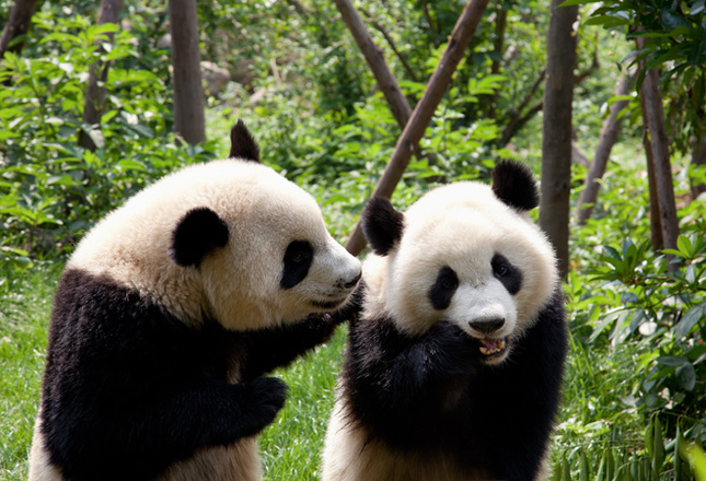 Самые милые животные фото