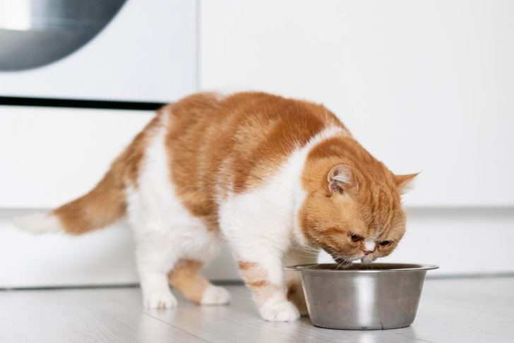 Роскачество назвало худшие корма для кошек, список аутсайдеров стал  неожиданностью | DOCTORPITER