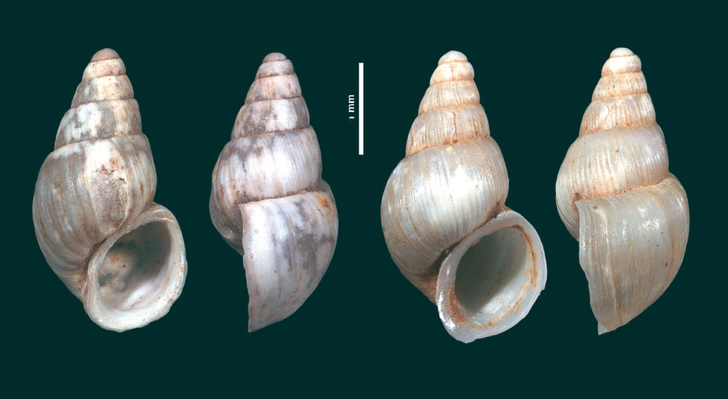 Новый вид улиток назвали в честь известного спортсмена