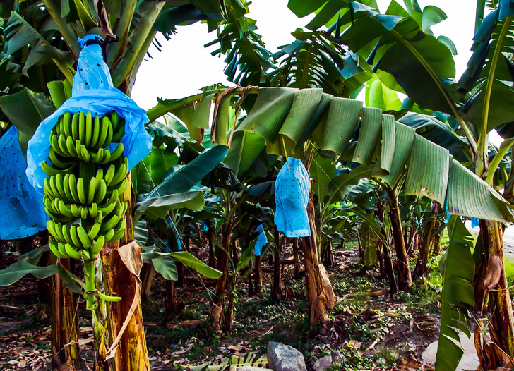 банановая ферма фото