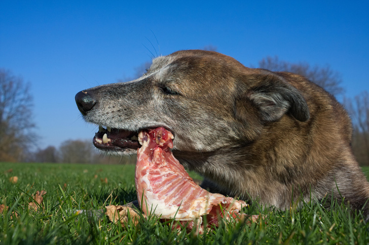 Названа неочевидная опасность кормления собак сырым мясом