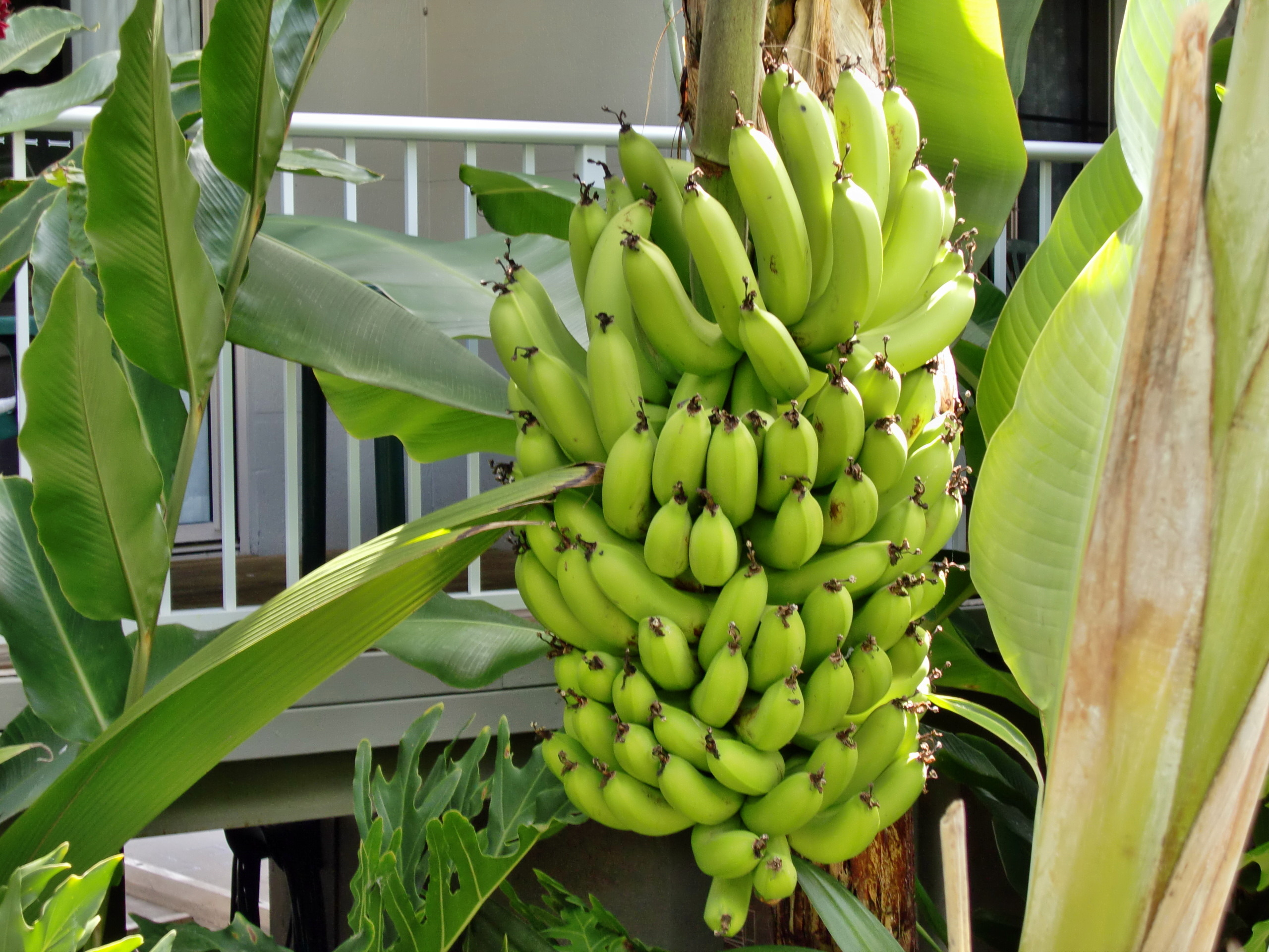 Вырастить банан из покупного банана. Банан Кавендиш карликовый. Карликовый Кавендиш. Банановые деревья Кавендиш. Банан сорт Кавендиш.