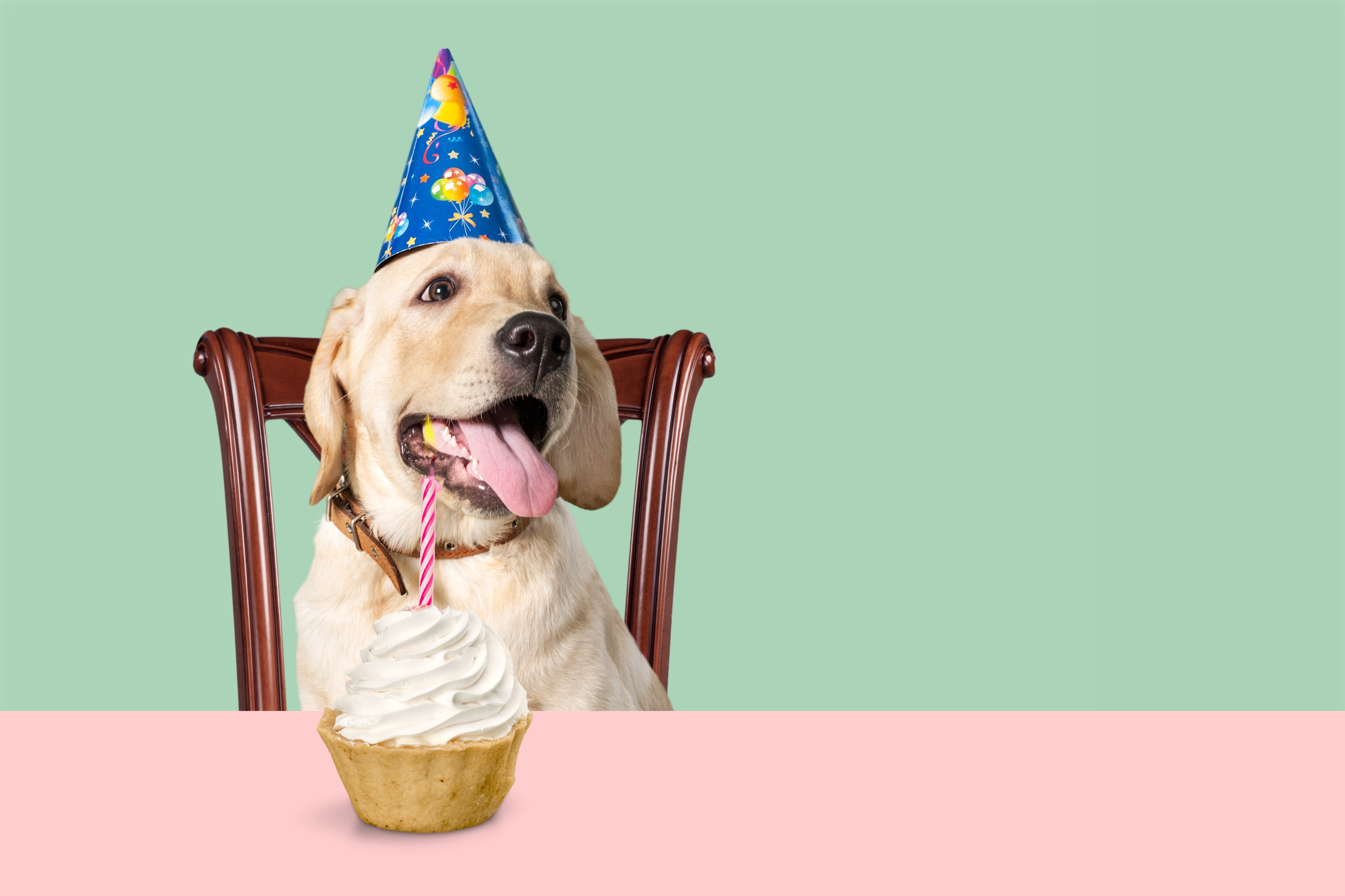 Примета заранее поздравлять с днем. День рождения собаки. Тортик для собаки. Торт с собакой. Собака в колпаке с днем рождения.