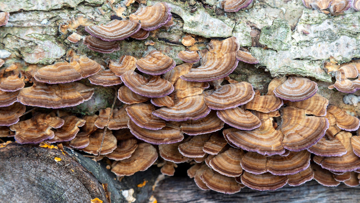 Не роскошь, а средство размножения: ученые рассказали, зачем грибам 17 тысяч полов