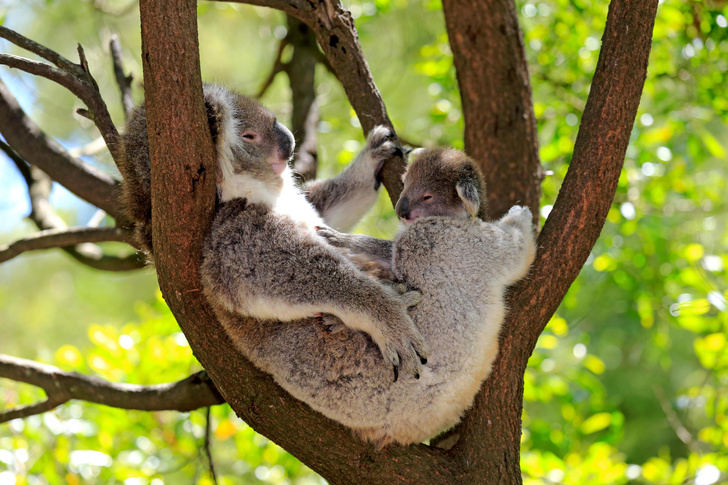 Эвкалиптовые привереды: как коалы выживают на специфической диете