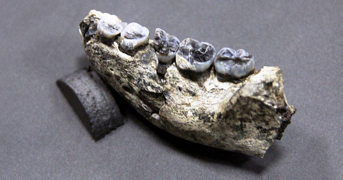 Был ли кариес у древних людей | Вокруг Света