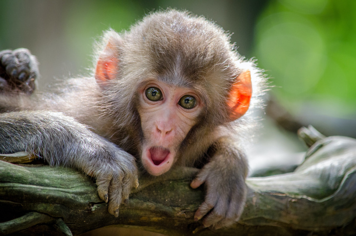 Симптомы, причины, последствия: 7 вещей, которые каждый должен знать об оспе обезьян