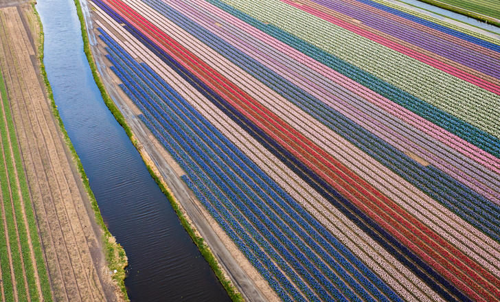 В Нидерландах цветут тюльпаны