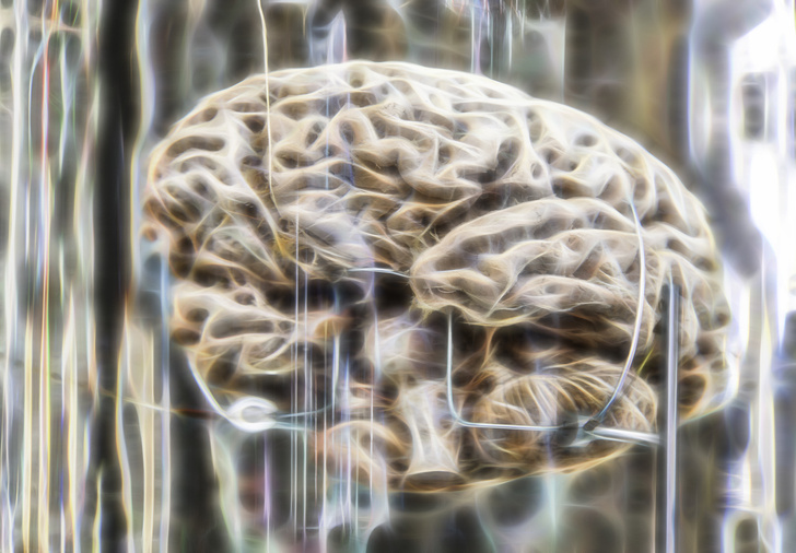 Ученые выяснили, как человеческий мозг менялся в размерах