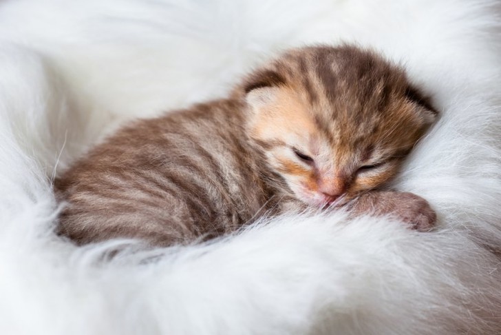 ≡ К чему снится рожающая кошка — сонник: сон, когда кошка рожает котят |  WDAY