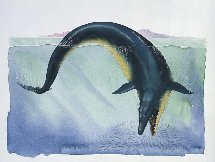Гроза морей эоцена: посреди пустыни в Перу нашли скелет гигантского хищного кита
