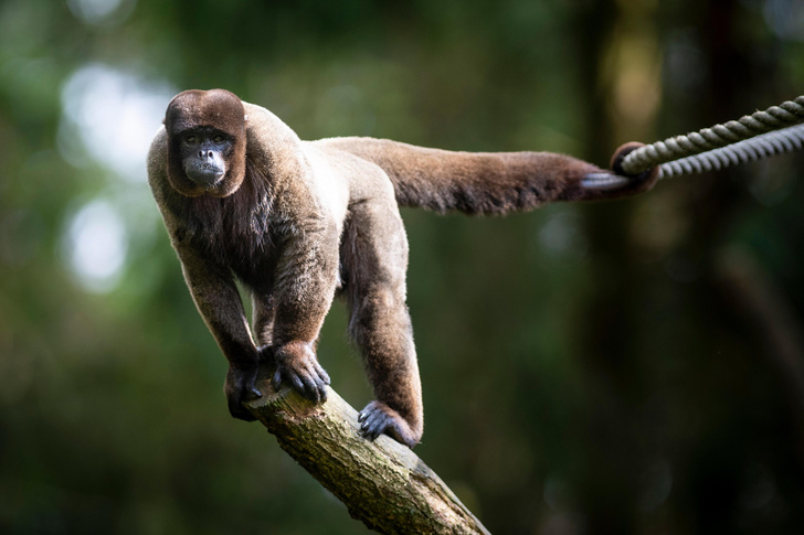 Приговор в пользу обезьяны: первая в мире страна дала животным юридическое право на свободу от жестокости