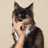 Аватарка Котовасия