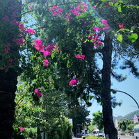 Аватарка Apollonia