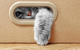 Почему на самом деле кошки так любят сидеть в коробках — ответ вас поразит