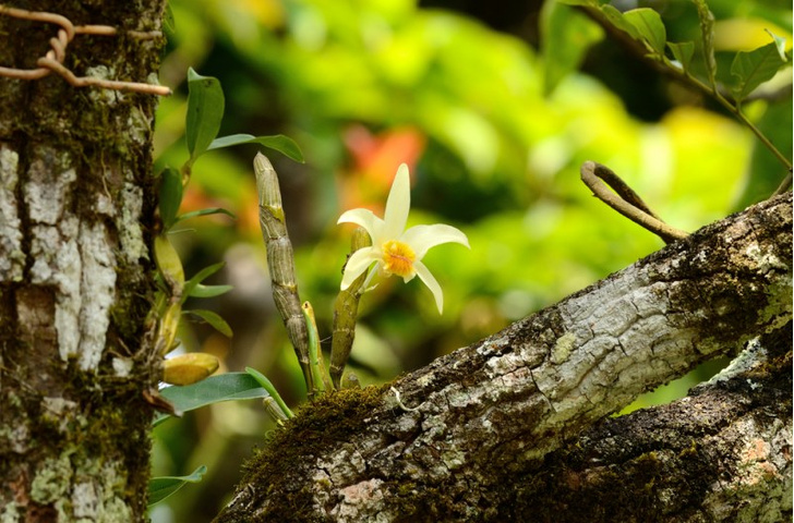 Уход за орхидеей дендробиум