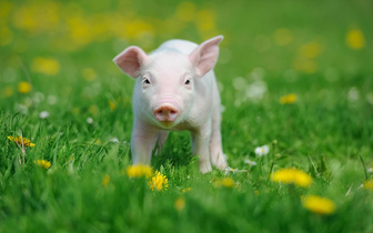 Отблагодарить по-свински: как свиньи приходят на помощь человечеству