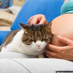 Не только токсоплазмоз: чем беременная может заразиться от домашних питомцев