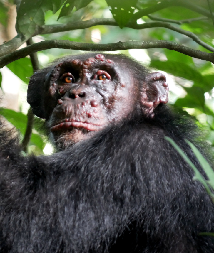 У диких шимпанзе впервые диагностировали проказу