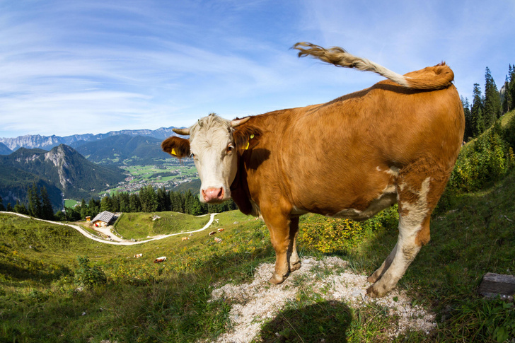 Почему у коровы молоко выделяется постоянно?