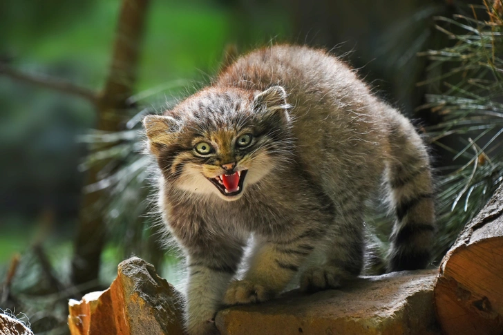 Кошки, которые выглядят милыми, а на самом деле опасные и кровожадные