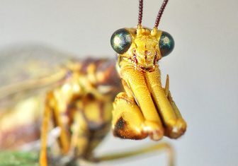 Двойник богомола: как выглядит и живет мантиспа — одно из самых изощренных насекомых-паразитов